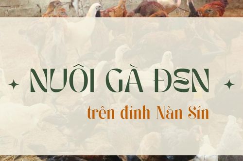 Nuôi gà đen trên đỉnh Nàn Sín