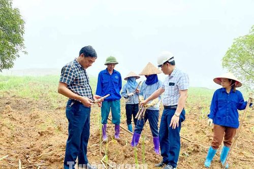320 ha mía chết do hạn hán