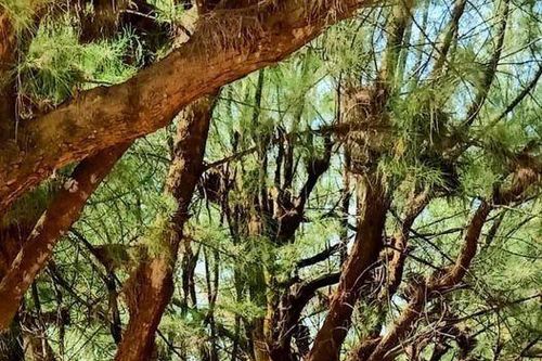 Ký ức chiến tranh: Xẻ dọc Trường Sơn - P8