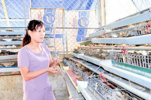 Từ HTX nuôi chim cút đến 'hướng đi dài' giúp dân Bảo Lâm hết nghèo