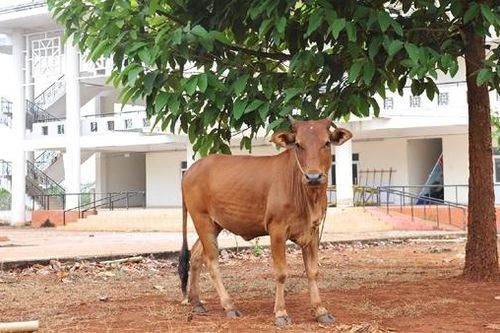Trung tâm thanh thiếu niên gần 62 tỷ đồng thành... bãi chăn bò