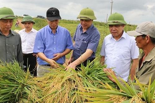 Xót xa khi hơn 5000 ha lúa sắp thu hoạch bị mưa gió làm đổ rạp