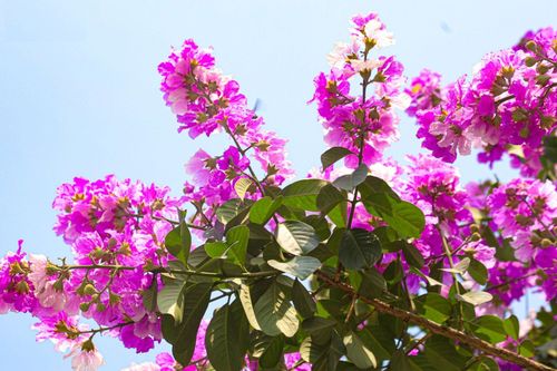 Hoa bằng lăng khoe sắc, nhuộm tím đường phố Hà Nội