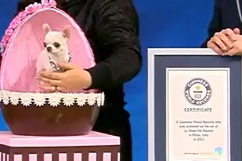 Chú chó có kích thước siêu nhỏ