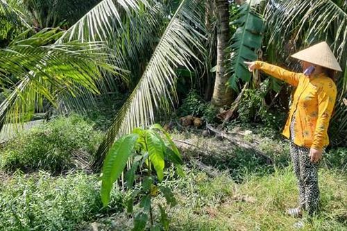 Bạc Liêu: Vụ 'kê khống' heo chết để trục lợi, kiểm điểm nhiều cán bộ thu hồi hơn 500 triệu đồng