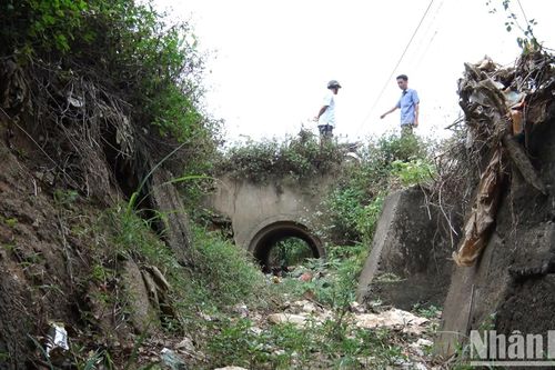 Kon Tum: Cà-phê bị ảnh hưởng tiêu cực do nắng hạn và biến đổi khí hậu
