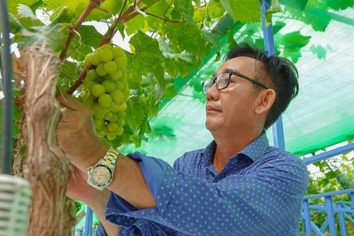 Bị chê 'khùng', lão nông miền Tây vẫn chi tiền tỷ trồng 'nho nhà giàu'