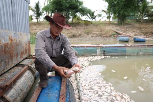 Hàng tấn cá chết nổi trắng bè, nông dân méo mặt