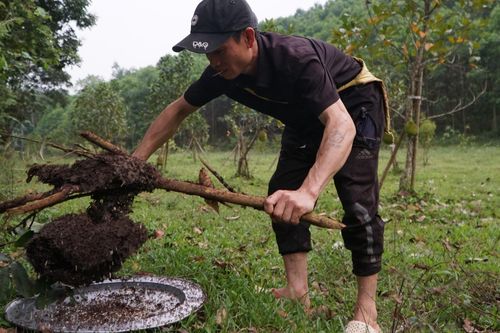 Đi săn trứng kiến, người dân vùng cao Thanh Hóa kiếm tiền triệu mỗi ngày
