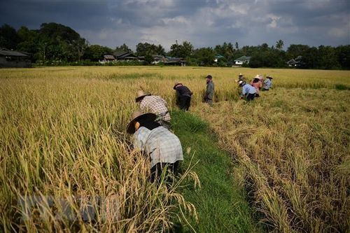 Lào kêu gọi ASEAN cùng hành động để đảm bảo an ninh lương thực