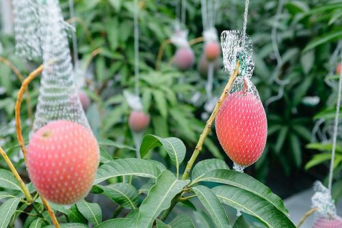 Bí quyết của nông dân Nhật Bản trồng xoài 'Mặt Trời trong tuyết' giá 230 USD mỗi trái