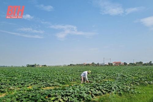 Ứng dụng khoa học - công nghệ trong sản xuất rau màu