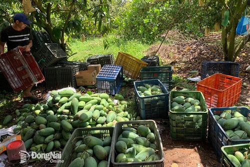 Đầu ra trái xoài bấp bênh vì yếu khâu chế biến