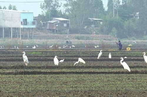Huyện Tân Hồng xuất hiện hàng trăm con cò trắng trên đồng