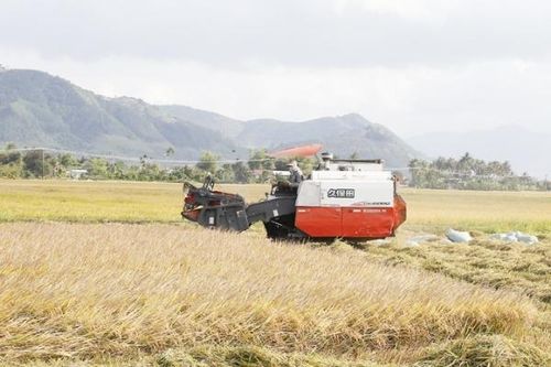 Vạn Ninh: Sản xuất hơn 3.122ha lúa vụ hè thu