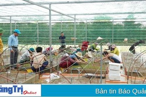 Xây dựng mô hình ươm giống keo lai nuôi cấy mô đầu tiên ở Cam Lộ