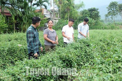 Cải thiện chất lượng nông, lâm, thủy sản