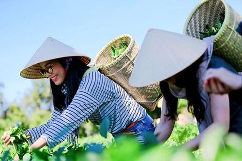 Cần cú hích cho HTX làm du lịch nông nghiệp