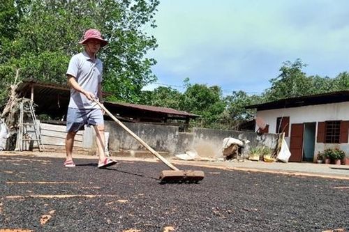 Giá tiêu tăng nhưng nông dân chưa bán