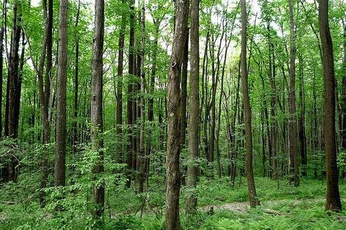 Phú Yên rà soát gần 1.800ha đất rừng để giao cho dân