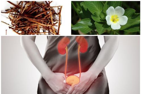 Rau dừa nước có tác dụng gì?