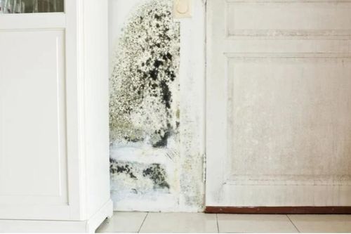 Cách xử lý tường bị nấm mốc đơn giản, ít tốn kém