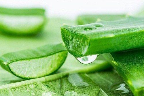Lô hội không chỉ làm đẹp da mà còn giúp thanh nhiệt, nhuận tràng