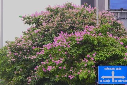 Bằng lăng tím 1 góc trời Thủ đô