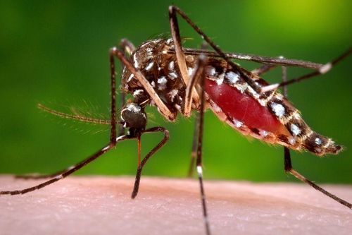 Người dùng xà phòng thơm có thể bị muỗi cắn nhiều hơn