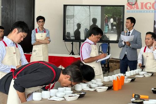 Đà Lạt: Độc đáo cuộc thi tuyển chọn chất lượng cà phê đặc sản Arabica