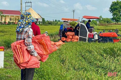 Nông dân Hà Tĩnh thu hoạch sớm nhiều diện tích lúa xuân