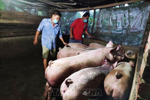 Triển khai xây dựng chuỗi, vùng chăn nuôi an toàn dịch bệnh