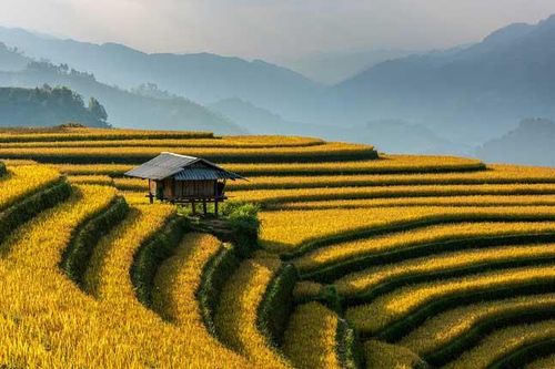 Ngây ngất mùa vàng Mù Cang Chải