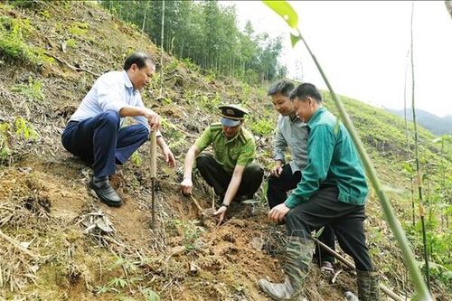 Yên Bái: Xử phạt gần 45 triệu đồng trong lĩnh vực Lâm nghiệp