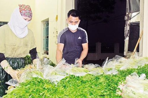 Trồng rau cần công nghệ cao, thu hơn 250 triệu đồng/ha
