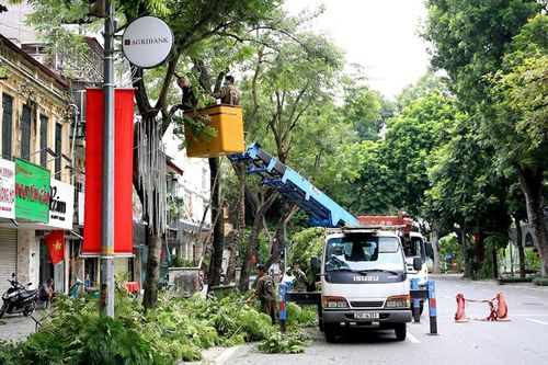 Giảm thiểu nỗi lo cây xanh gãy, đổ