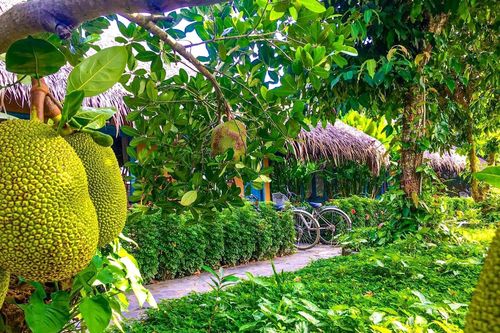 5 khu vườn trái cây gần TP.HCM đáng trải nghiệm mùa hè