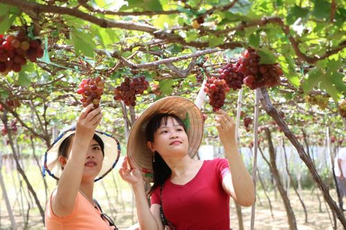 Ninh Thuận: Nhiều hoạt động đặc sắc trong Lễ hội Nho và Vang