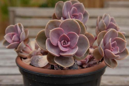 Top loài cây sen đá hot nhất thế giới: Có loài cực quyến rũ