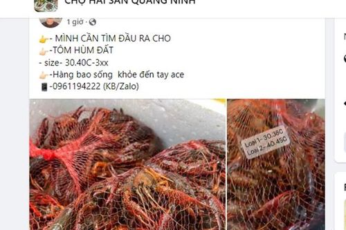 Bị cấm kinh doanh, tôm hùm đất vẫn được rao bán đầy chợ mạng