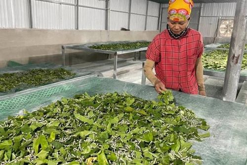 Thoát nghèo từ việc lắp điều hòa cho tằm nhả tơ