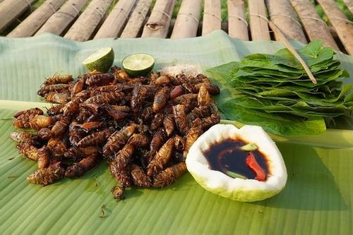 Ngộ độc nhập viện sau khi ăn món ve sầu xào lá chanh