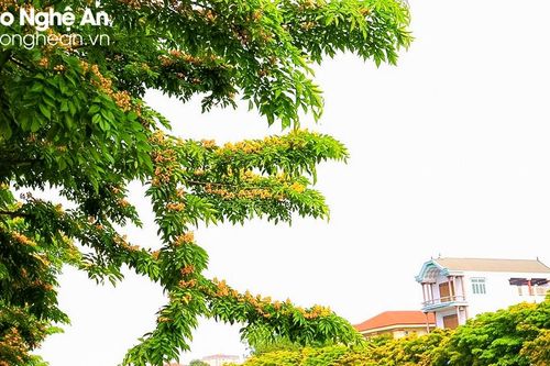 Tăng mảng xanh hướng tới phát triển bền vững đô thị Vinh