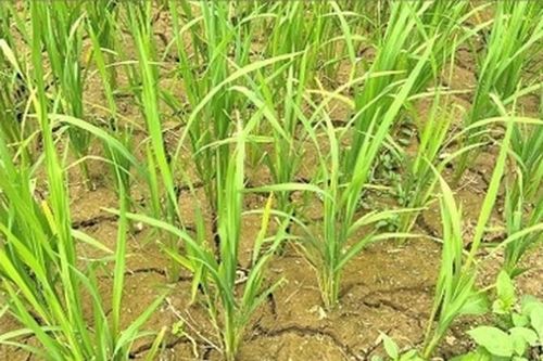 Lào Cai: Hạn hán kéo dài, người dân vùng cao gặp nhiều khó khăn