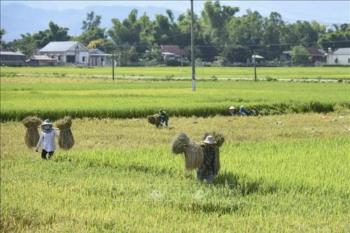 Mùa thu hoạch lúa trên cánh đồng Mường Thanh