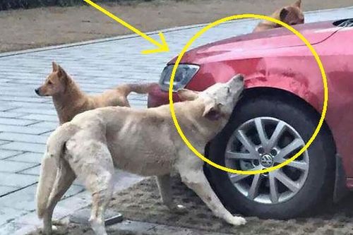 Màn 'trả thù' khó tin của đàn chó hoang
