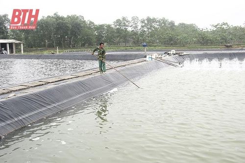 Cựu chiến binh huyện Nga Sơn đồng hành, giúp nhau phát triển kinh tế
