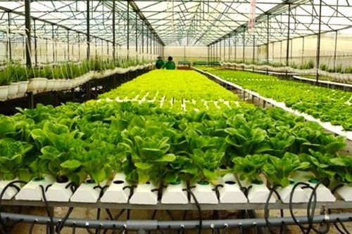 Nông nghiệp TP.HCM nên kết hợp phát triển du lịch sinh thái