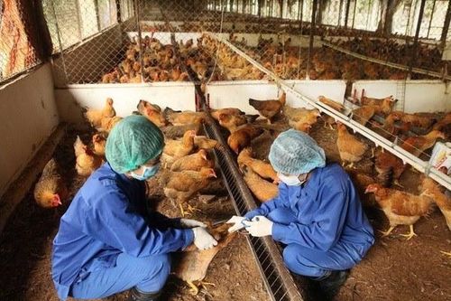 Nâng cấp vùng chăn nuôi an toàn dịch bệnh