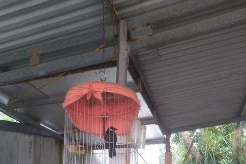 Yêu thiên nhiên với bạn chim